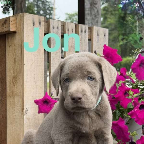Jon, Silver Labrador Retriever Puppy